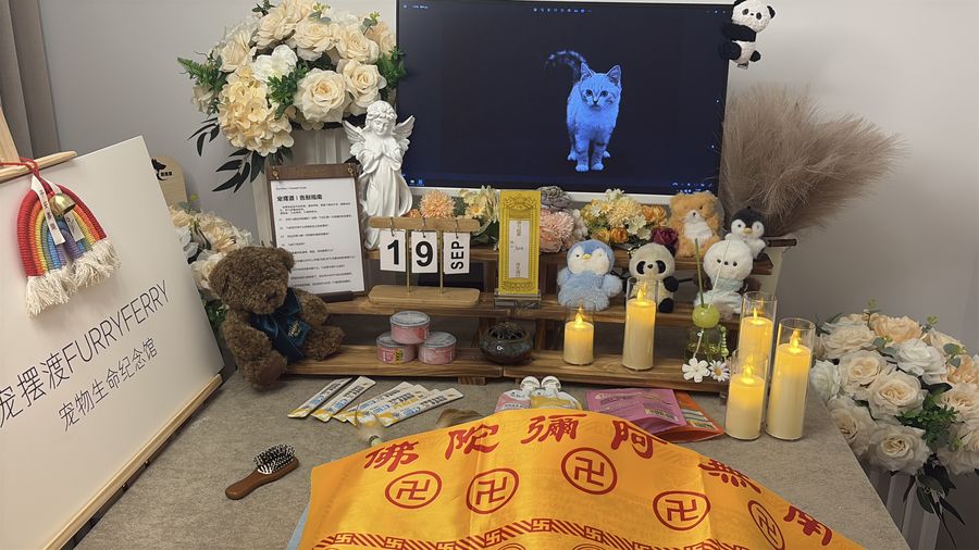 在宁波为猫咪办一场安静的告别：流程、禁忌与心意表达